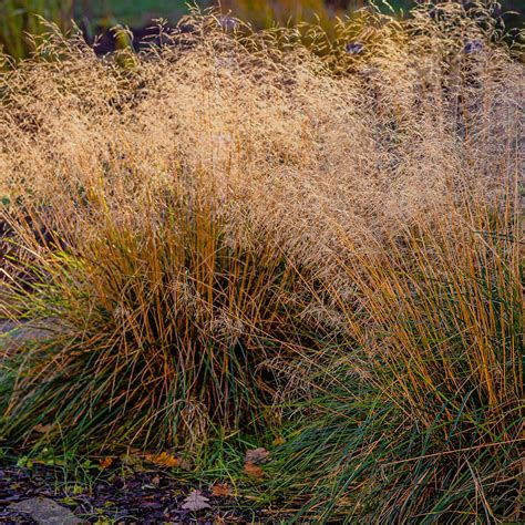 Deschampsia Cespitosa Tufted Hair Grass Western Star Nursery