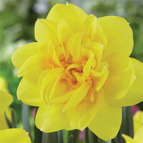 Daffodil Replete - Garden Express