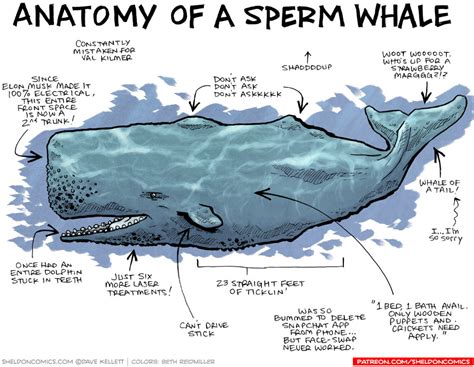 Anatomy of a Sperm Whale - Sheldon® Comic Strip