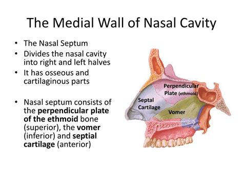 Ppt Nasal Cavity And Paranasal Sinuses Powerpoint Presentation Free Sexiz Pix