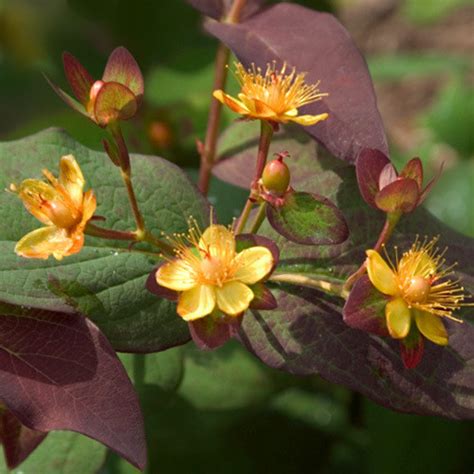 Hypericum Albury Purple Seeds Hypericum Androsaemum Purple St John’s Wort Plant World Seeds