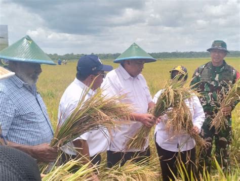 Panen Dan Tanam Padi Bersama Dorong Ketahanan Pangan Nasional Di Merauke