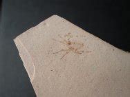 Chelicerata Fossils