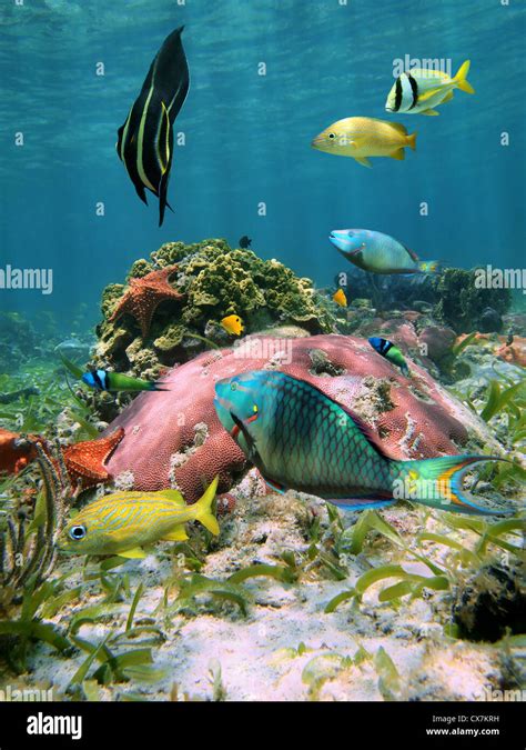 Poissons tropicaux colorés de coraux et d étoiles sous l eau dans la