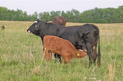 Breed Type Selection And Use Progressive Cattle Ag Proud