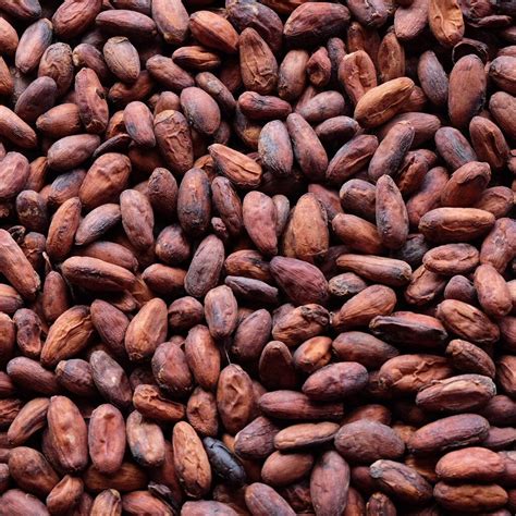 Raw Cacao Cocoa Beans Chocolate Organic Arriba Nacional Bean Etsy