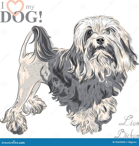 Vector Dog Breed Lowchen Stock Vector Illustration Of Cute 45639040