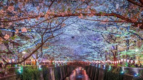 Premium Photo Cherry Blossoms Along The Meguro River Tokyo Japan At Night