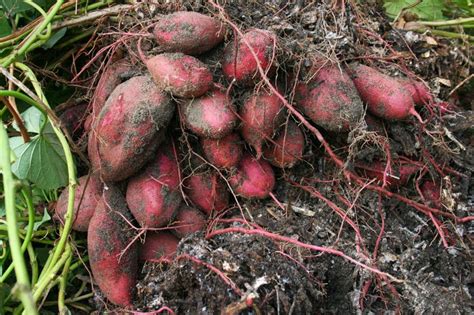 Sweet Potato Soil