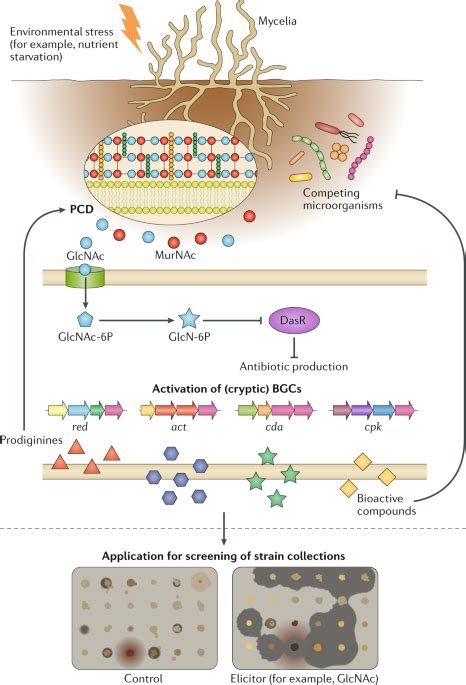 Ecology And Genomics Of Actinobacteria New Concepts For Natural