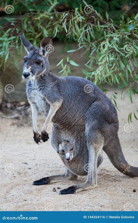 Inside Kangaroo Pouch