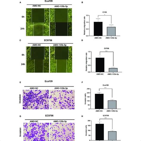 Downregulation Of Mir B P Weakened Migration And Invasion Ability