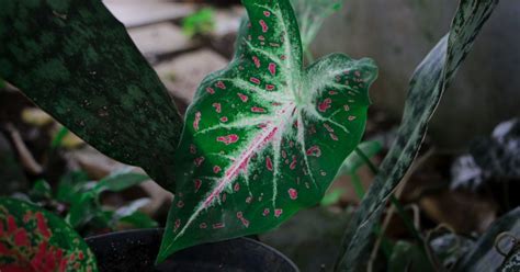 10 plantes d intérieur qui survivent même dans les pièces les plus sombres