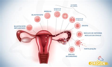 Tubas uterinas o que são e qual sua função na fertilidade Clínica