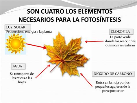 Ppt Factores Que Alteran La Fotos Ntesis Powerpoint Presentation