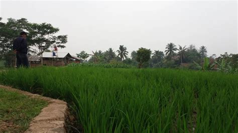 Tingkatkan Produksi Beras Lokal Sukabumi Ekspres