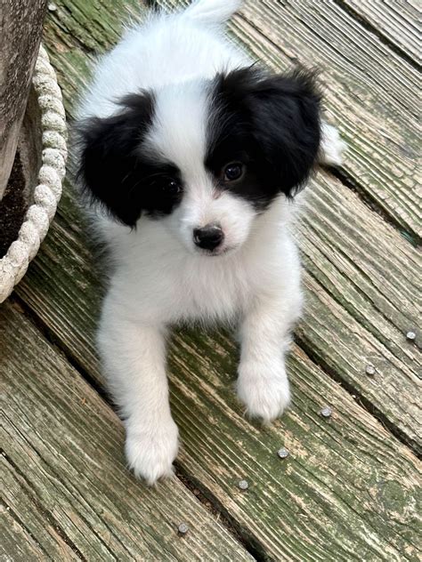 Papillon Puppies For Sale