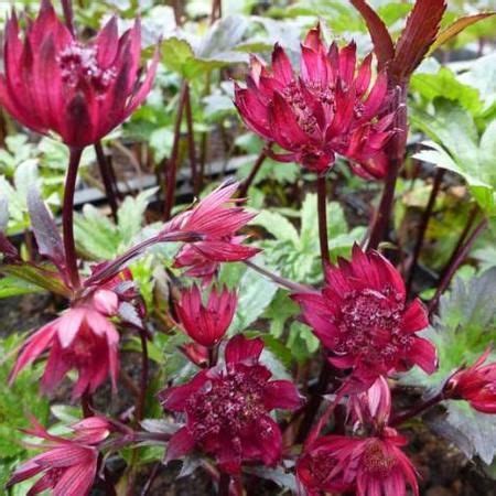 Zeeuws Knoopje Astrantia Major Ruby Wedding Astrantia Donkerrode