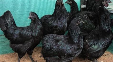 Kadaknath Chicken Farming Project Report Agri Farming