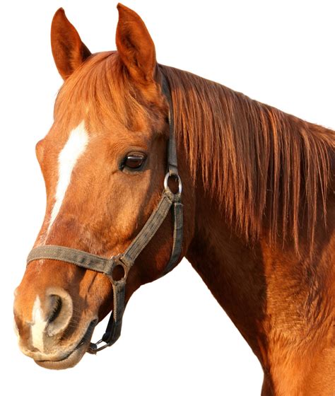 Horse Png Image Purepng Free Transparent Cc0 Png Image Library