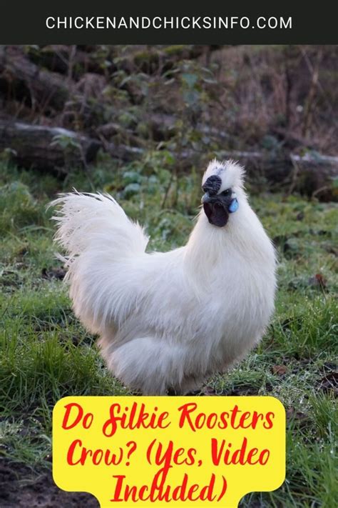 Do Silkie Roosters Crow? (Yes, Video Included) - Chicken & Chicks Info