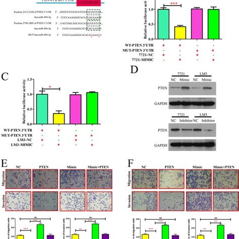 Mir 494 3p Represses Pten Expression And Activates Pi3k In Human