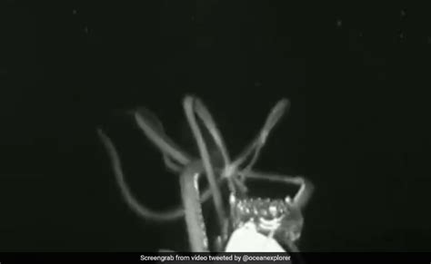 In Pitch Black Waters Scientists Capture Historic Video Of Giant Squid