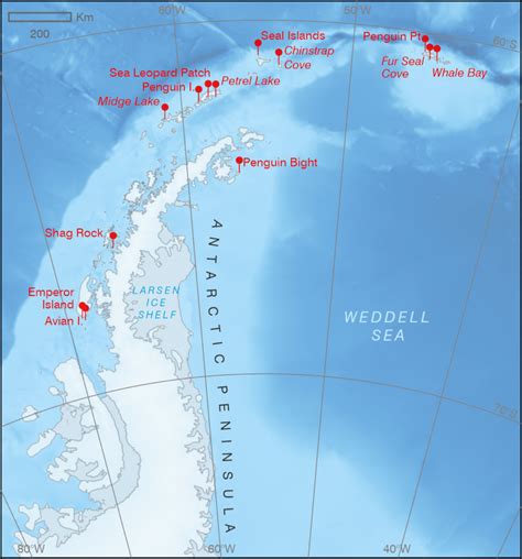 Antarctic Wildlife British Antarctic Territory