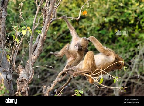 Baboons fighting hi-res stock photography and images - Alamy