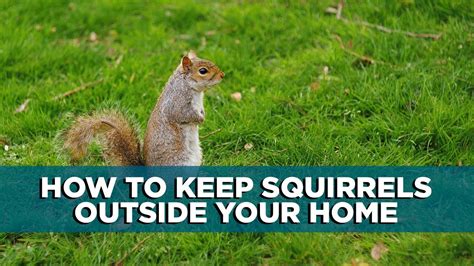 How To Keep Squirrels Outside Your Home Tips Youtube