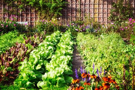 Anbauplan für den Gemüsegarten So gelingt er