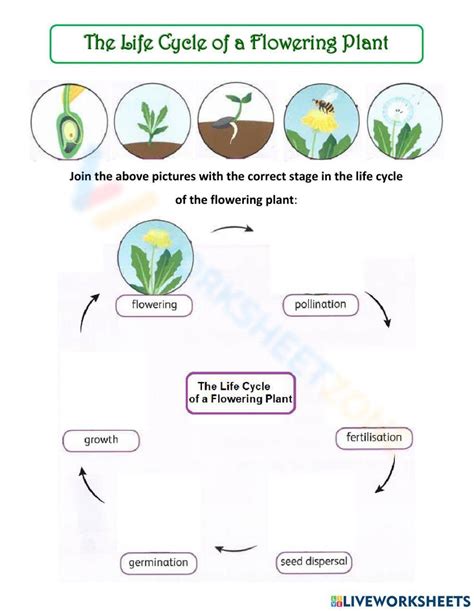 Flowering Plant Life Cycle Worksheet