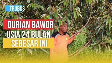 PERAWATAN POHON DURIAN BAWOR USIA 24 BULAN AGAR TRUBUS DAN PERKEMBANGAN