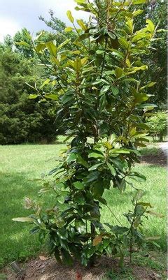 Advice for Pruning Southern Magnolia