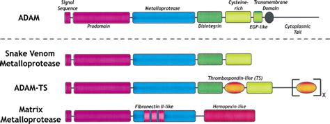 The Domain Structure Of ADAM Proteins And Related Metalloproteases