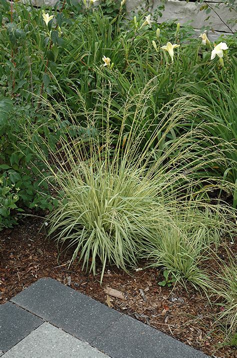 Variegated Moor Grass Molinia Caerulea Variegata In Issaquah Seattle Bellevue Redmond Renton