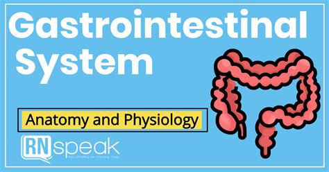 Gastrointestinal System Anatomy And Physiology