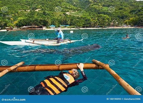 Requin De Baleine Observant Dans Oslob Philippines Photo Stock