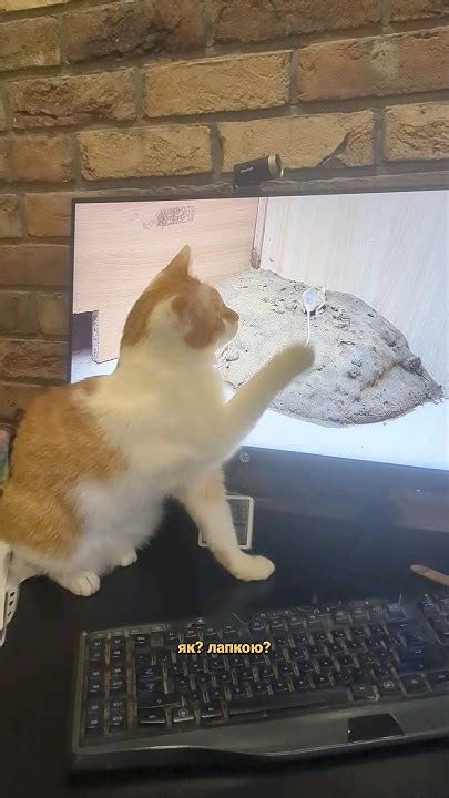 коти справді ловлять мишей?😺#кітголовний #кітукраїнець #кітблогер # ...