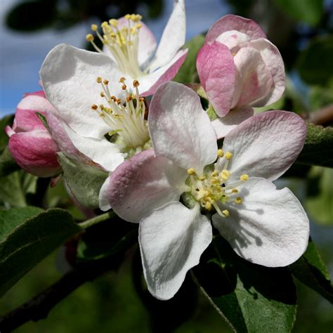 Apple Blossoms Close Up Photos Public Domain