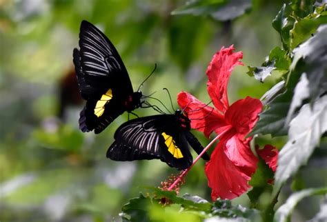 Troides Haliphron BioDiversity4All