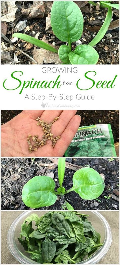 How To Grow Spinach From Seed The Complete Step By Step Guide