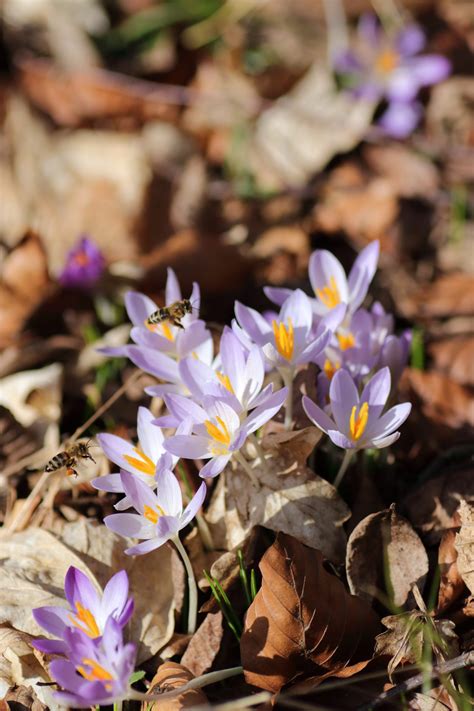 Fr Hlings Krokus Crocus Vernus Blumen Und Natur