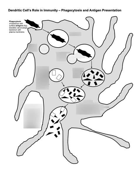 Unit 3 Specific Host Defenses Phagocytosis Diagram Diagram Quizlet