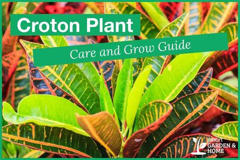 Croton Plant Care And Growing Guide - Smart Garden And Home