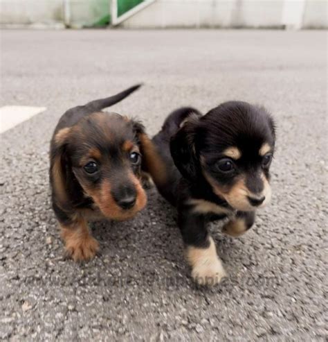 Teacup Dachshund Guide - The Truth About This Toy Breed!