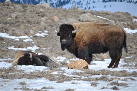 Buffalo Migration Has Begun Invoking The Honorable Harvest