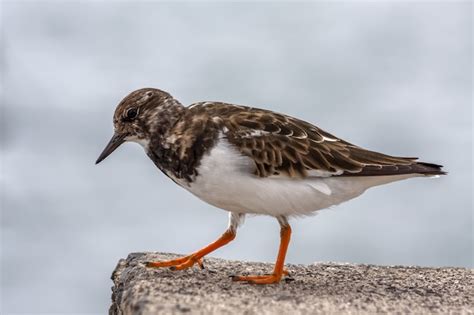 Premium Photo Ruddy Turnstone Arenaria Interpres Seabird Perched On