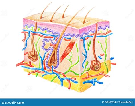 Estructura De La Piel Humana Que Muestra Capas De Piel De Pelo Y