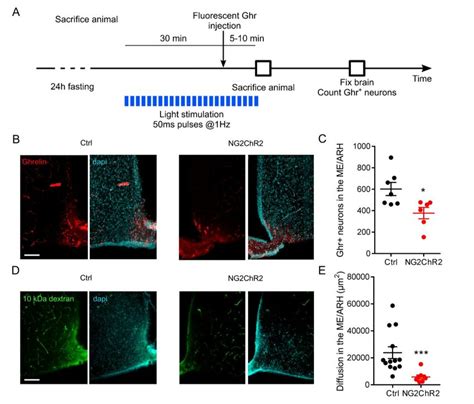 Optogenetic Stimulation Of Ng2 Positive Cells At The Me Decreases